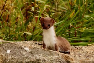 Stoat