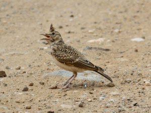 Crested Lark