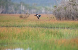 Pacific Black Duck