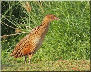 corncrake