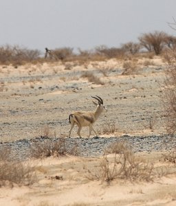Arabian Sand Gazelle