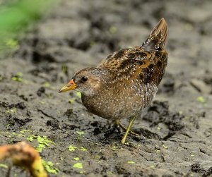 spotted crake