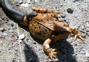 snake eating frog