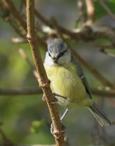 Blue tit