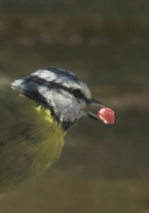 Blue tit