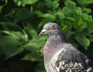 Pigeon