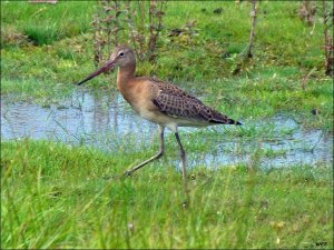 black tailed godwit