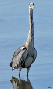 grey heron