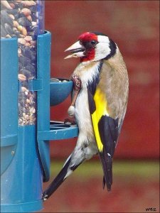 goldfinch