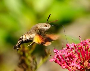 hummingbird hawkmoth