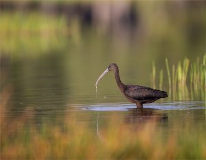 Glossy Ibis