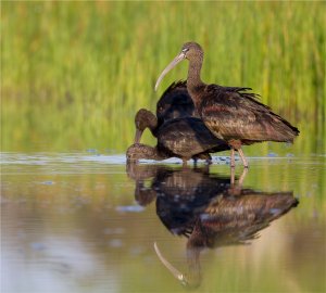 Glossy Ibis