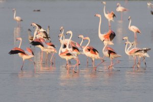 Greater Flamingo at Comacchio