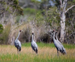 Brolga