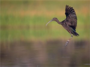 Glossy Ibis