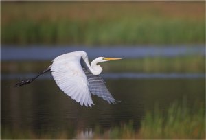 Great Egret