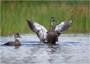 Pacific Black Duck