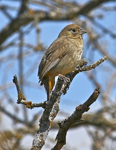 Canyon Towhee