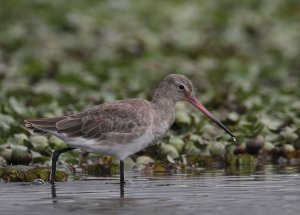 Halfwits and Godwits