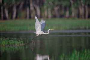 Great Egret