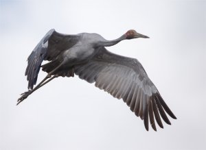 Brolga In Flight