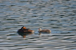 Great Crested Grebes enjoying the late summer sun.