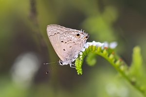 Mallow Hairstreak