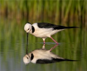 Black-winged Stilt