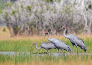 Brolga