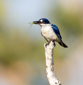 Forest Kingfisher