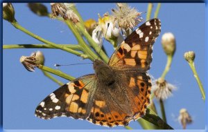 Painted lady