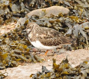 Turnstone in the Weed