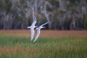 Caspian Tern