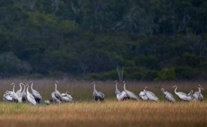 Brolga