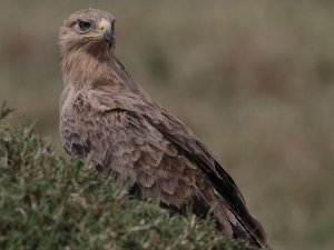 Tawny Eagle