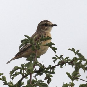 Whinchat