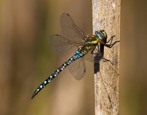 Migrant Hawker