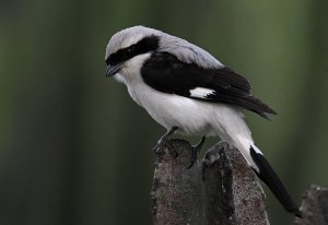 Grey-backed Fiscal