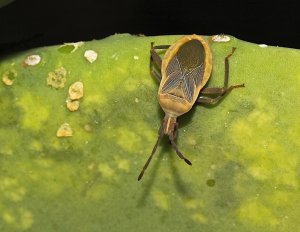 Cactus Bug (adult)