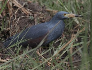 Rufous-bellied Heron