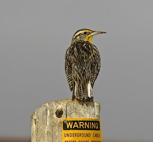 Western Meadowlark (breeding)