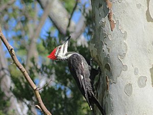 Pileated Woodpecker