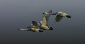 Bewick's Swans in flight