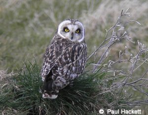 Short Eared Owl