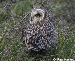 Short Eared Owl