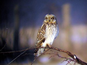 Short-Eared Owl