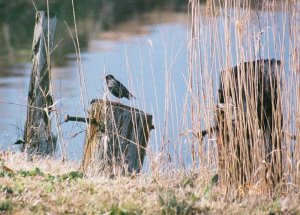 Euro Starling 3