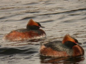 Slavonian Grebes - summer plumage