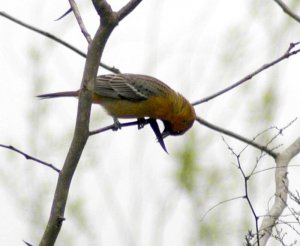 Streak-backed Oriole