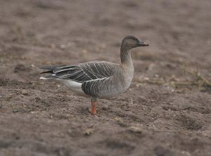 Tundra Bean Goose